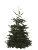 Sapin de Noël Nordmann 180-210 cm + bûche - Brico Dépôt