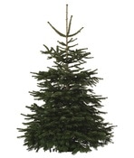 Sapin de Noël Nordmann 210-240 cm + bûche - Brico Dépôt