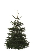 Sapin de Noël Nordmann 150-180 cm + bûche - Brico Dépôt